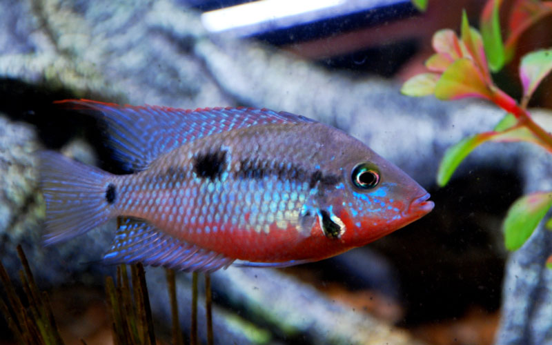 Учёные: рыбы тоже могут испытывать привязанность к партнеру