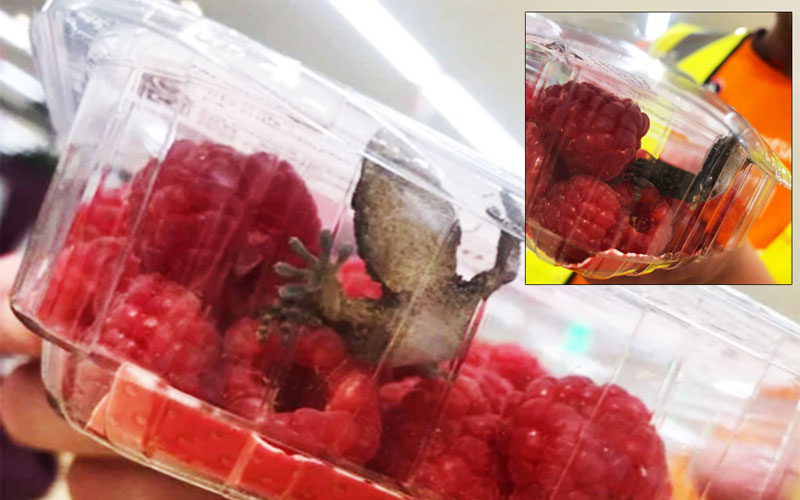 Британка купила упаковку малины с живым гекконом