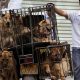 В Южной Корее закроют крупный рынок собачьего мяса