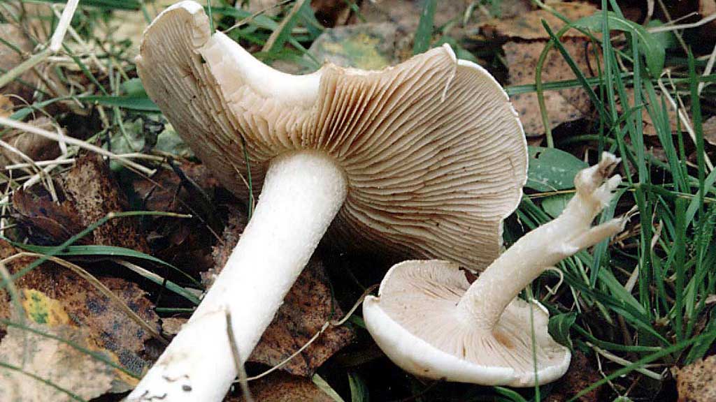 Названы ядовитые грибы, которые можно спутать со съедобными