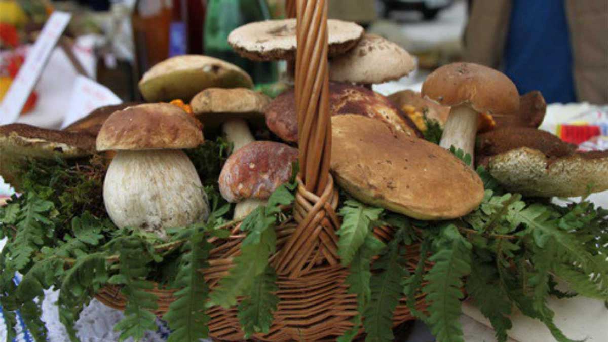 Сбор грибов, грибы, корзина с грибами