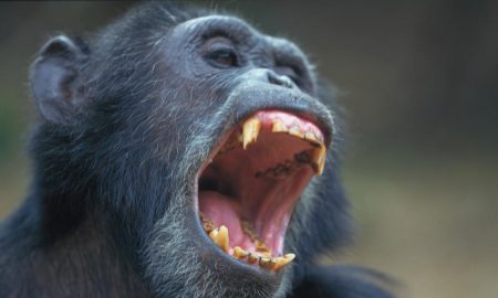 Обезьяна, шимпанзе, приматы