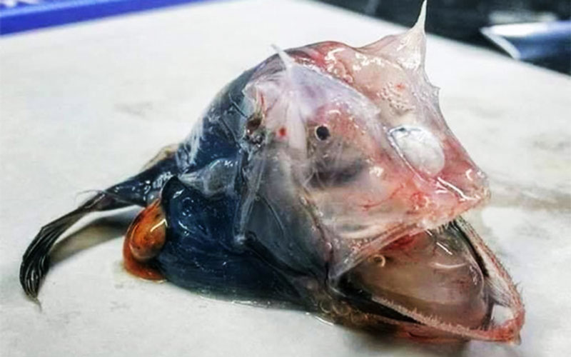 Фото морского существа взбудоражило пользователей сети
