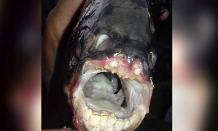 Рыбакам все чаще стали попадаться рыбы с человеческими зубами