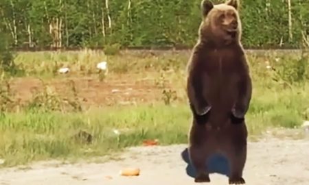 Дикий медведь научился клянчить еду на дороге