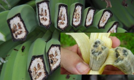 Смертельный для бананов грибок добрался до Латинской Америки