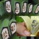 Смертельный для бананов грибок добрался до Латинской Америки