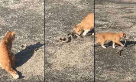 Бездомный кот решил перекусить метровой змеей