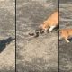 Бездомный кот решил перекусить метровой змеей