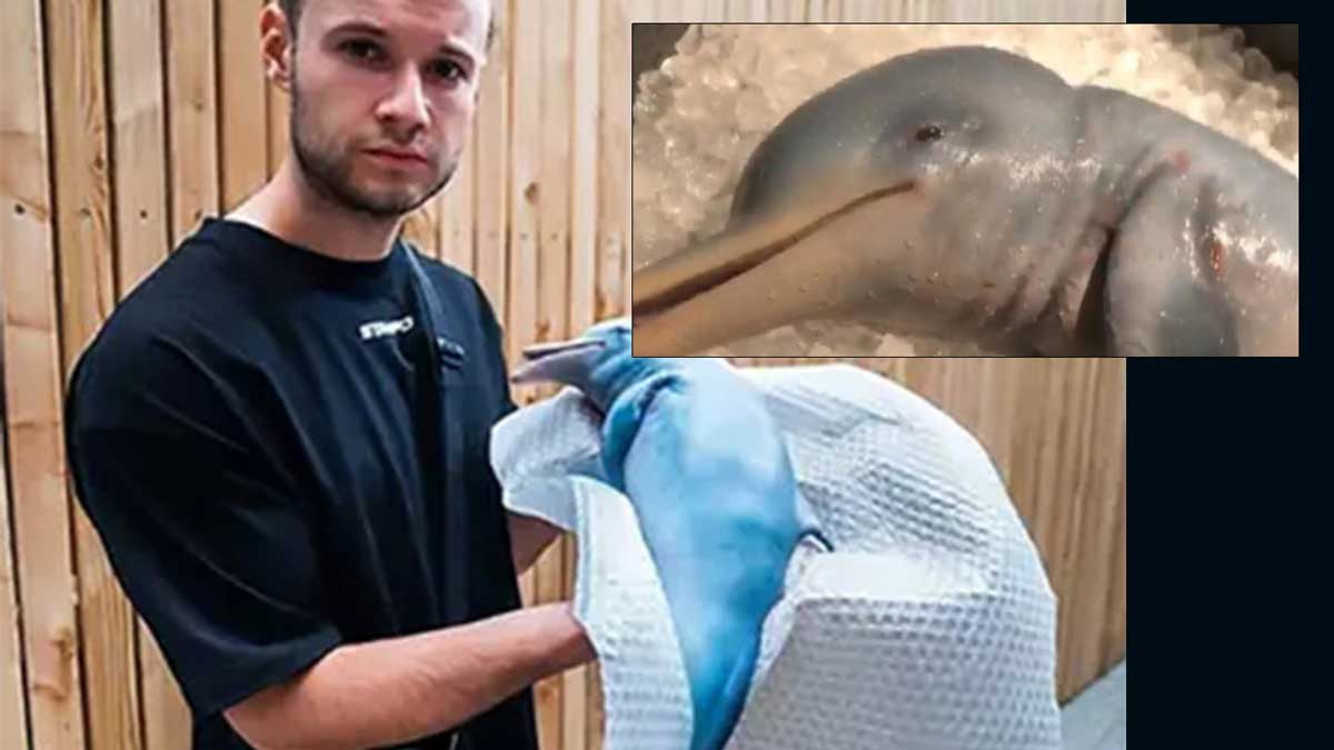 Блогер разыграл фанатов поеданием дельфина на камеру и вызвал у них гнев