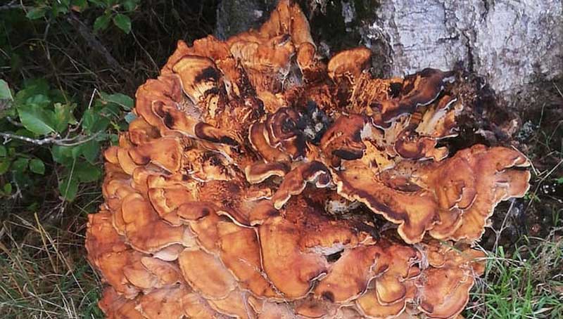 Найден самый большой в истории древесный гриб