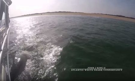 Акула-людоед пыталась атаковать исследователя за акулами