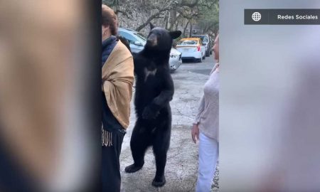 Дикий медведь вежливо похлопал туристку по плечу, выпрашивая еду