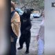 Дикий медведь вежливо похлопал туристку по плечу, выпрашивая еду