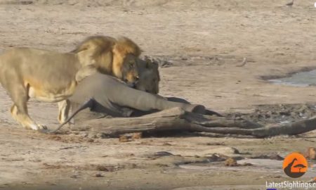 Львы растерзали и съели слоненка на глазах туристов