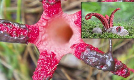 Пахнущие гниющей плотью гриб «пальцы дьявола» нашли впервые за 20 лет
