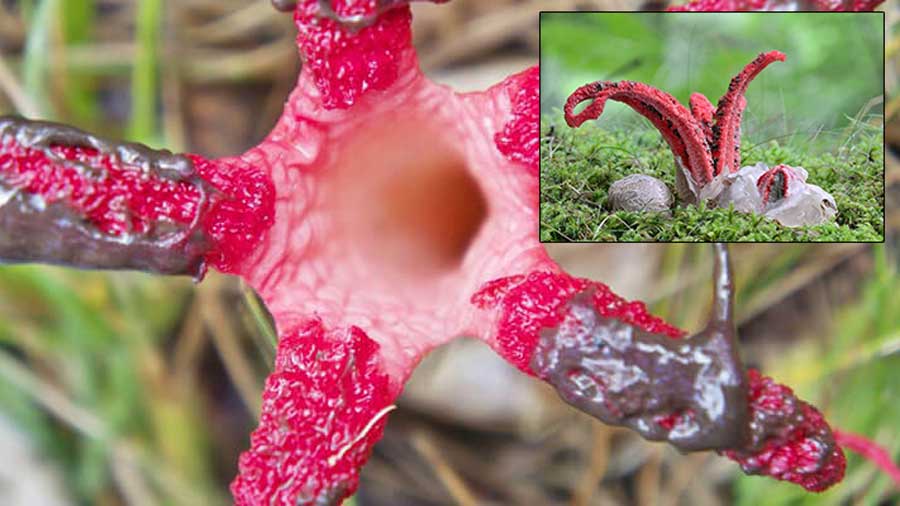Пахнущие гниющей плотью гриб «пальцы дьявола» нашли впервые за 20 лет