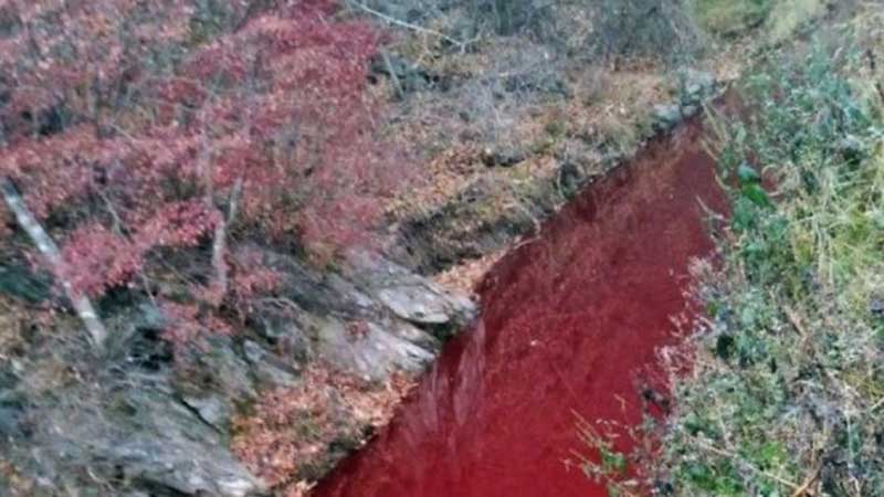 В Южной Корее река окрасилась в красный цвет от крови захороненных трупов свиней
