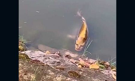 В сети обсуждают видео рыбы с «человеческим лицом»