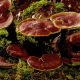 Ученые: смесь из грибов поможет стимулировать иммунитет
