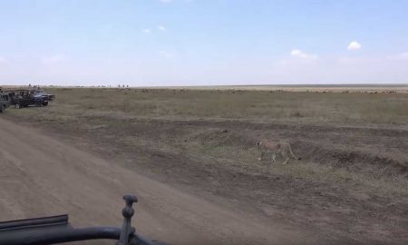 Показательная охота львицы на антилопу гну перед камерами туристов