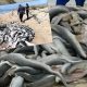 В ЮАР нашли десятки обезглавленных акул выброшенных браконьерами на берег