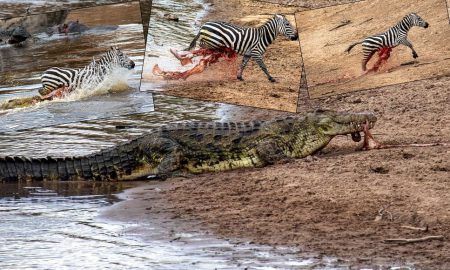 Несмотря на вспоротое брюхо зебре удалось вырваться из пасти голодного крокодила