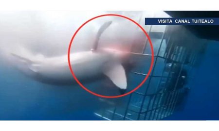Агрессивная акула-людоед нашла смерть в метре от драйверов