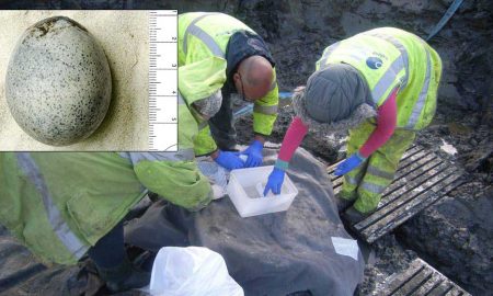 "Вонючие бомбочки": археологи нашли куриные яйца 1700-летней давности