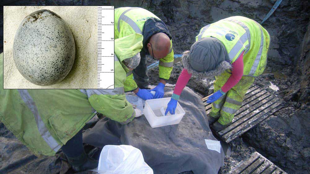 "Вонючие бомбочки": археологи нашли куриные яйца 1700-летней давности