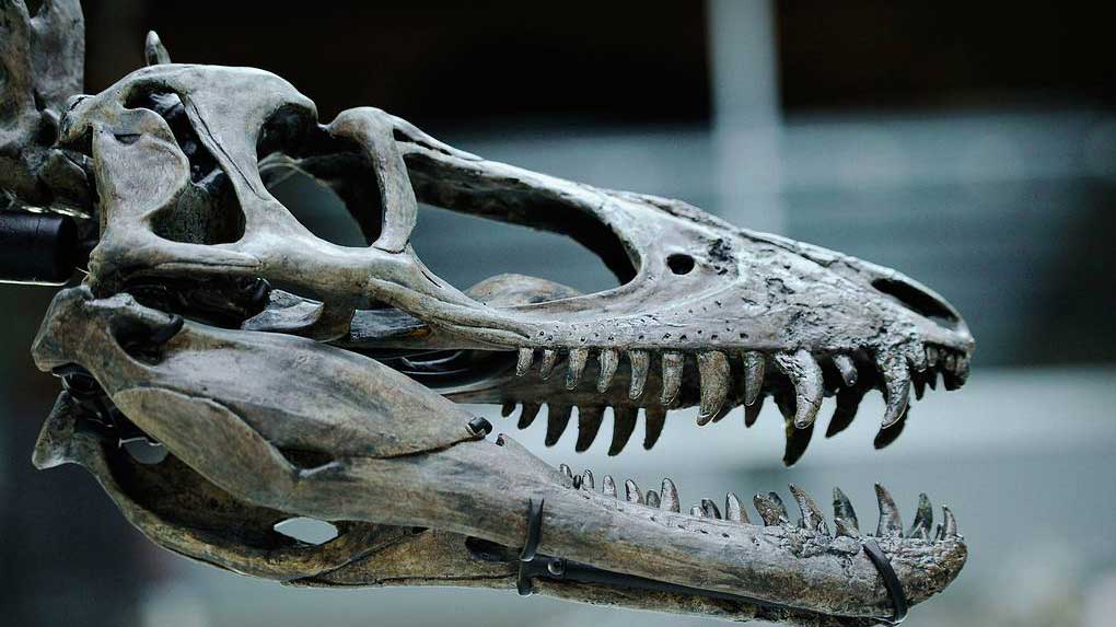 Ученые: динозавры менялись схожими путями при переходе на растительную пищу