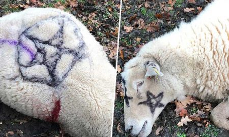 Загадочные убийства овец беспокоят британских фермеров