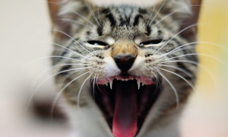 Дикие инстинкты: одичавшие кошки могут питаться разлагающимися трупами людей