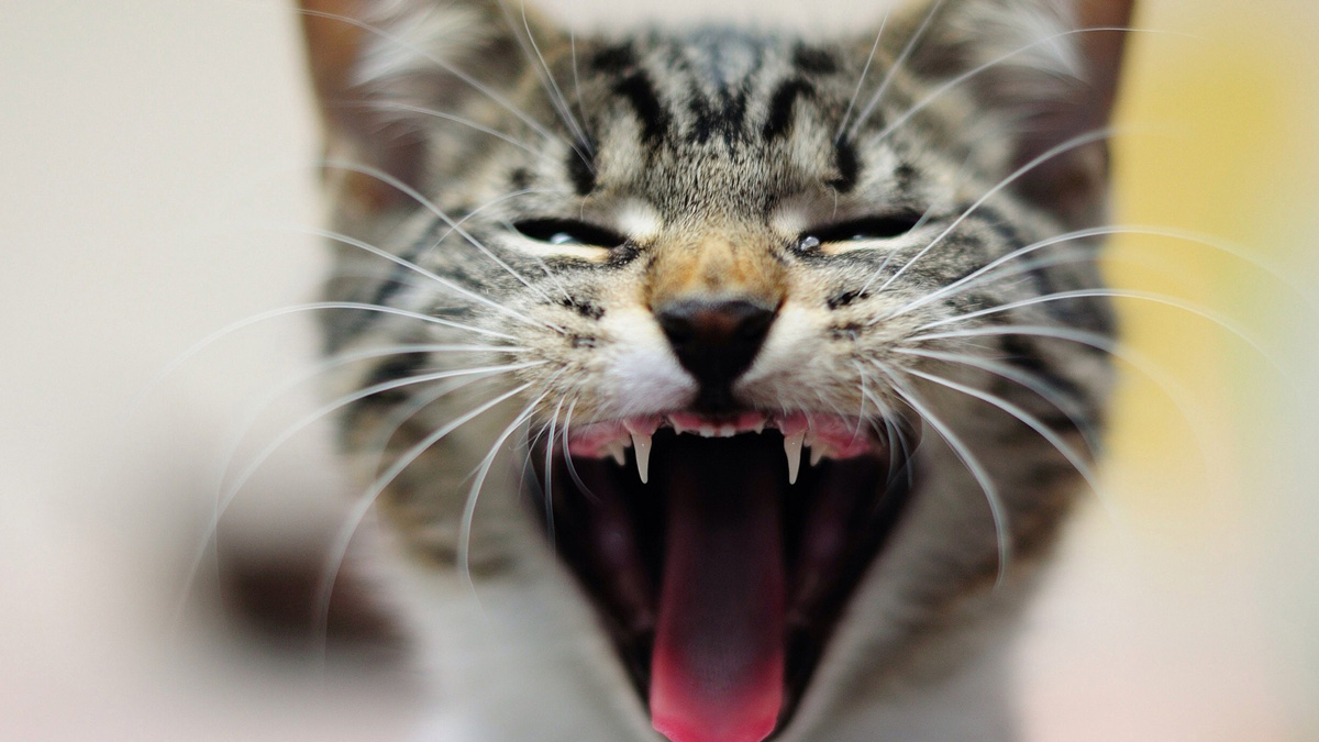Дикие инстинкты: одичавшие кошки могут питаться разлагающимися трупами людей