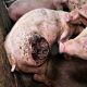 В Ирландии обнаружили ферму с поедающими друг друга заживо свиньями