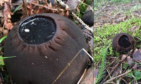 В Ленобласти выросли краснокнижные грибы огромных размеров