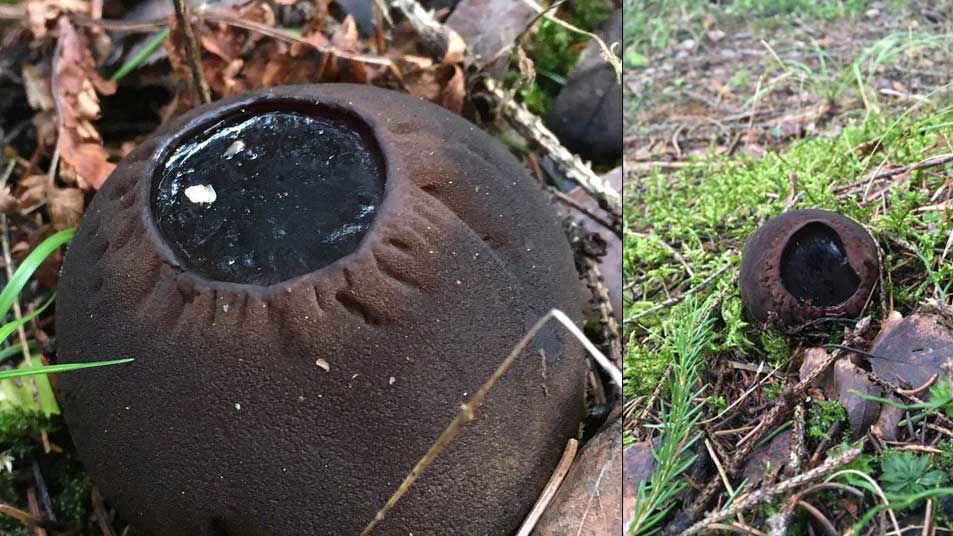 В Ленобласти выросли краснокнижные грибы огромных размеров