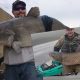 Рыбаки поймали рекордно больших белого амура и голубого сома