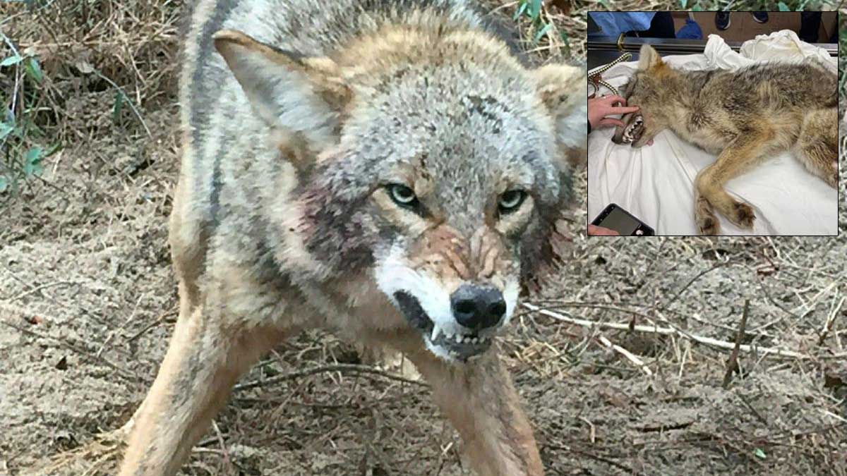 В США голодный койот напал лыжницу