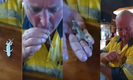 В Австралии мужчина спас жизнь упавшему в его стакан с пивом геккону сделав искусственное дыхание