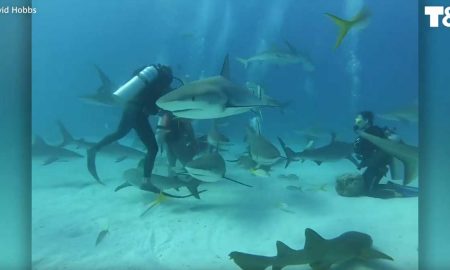 Дайверы решили накормить стаю акул и сняли видео