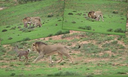 Львы 20 минут играли с детенышем антилопы, прежде чем ее съесть