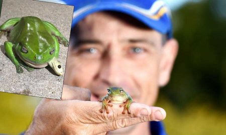 В Австралии лягушка проглотила одну из самых ядовитых змей мира