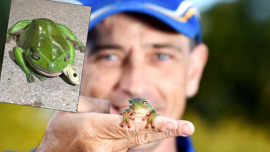 В Австралии лягушка проглотила одну из самых ядовитых змей мира