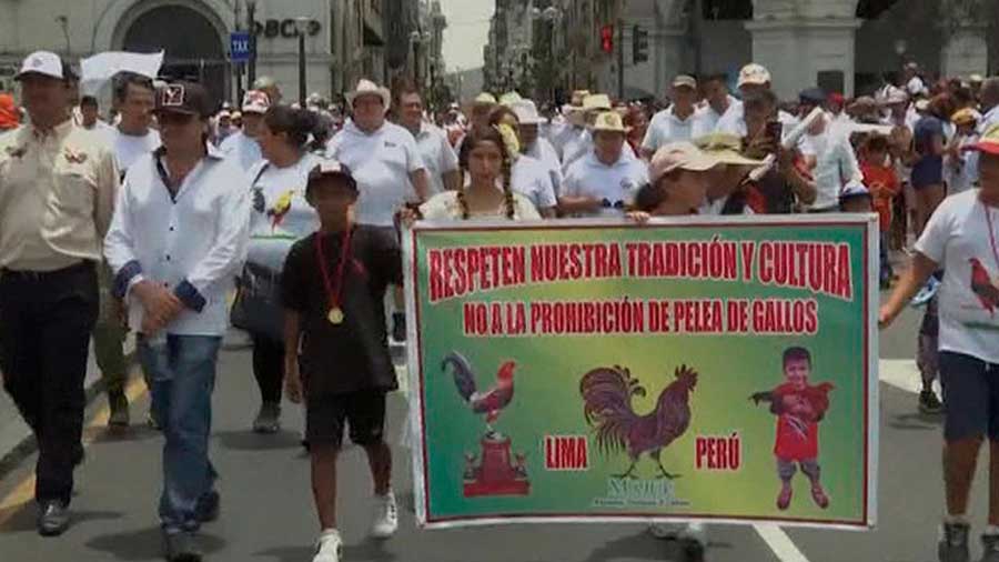 Зоозащитникам Перу не удалось запретить корриду и петушиные бои