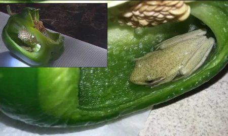 Природная головоломка: живую лягушку нашли внутри целого болгарского перца