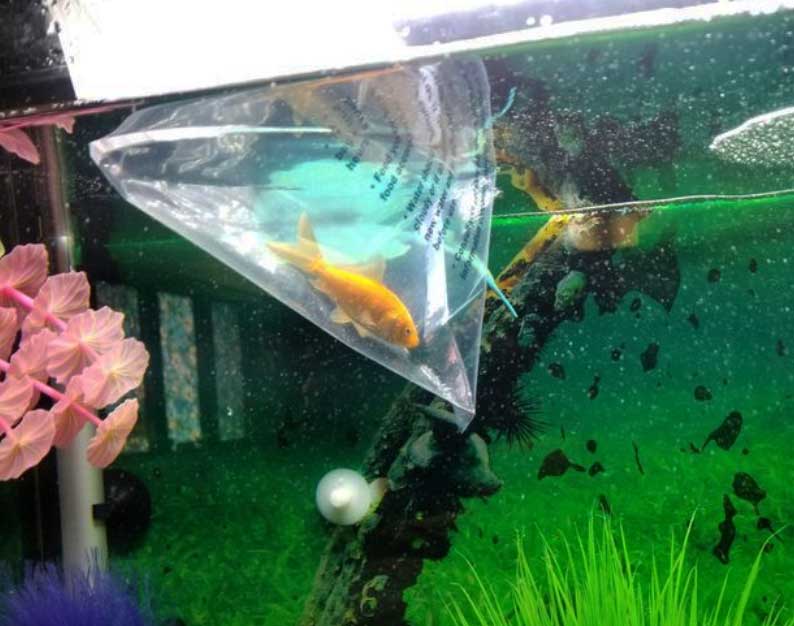 Золотая рыбка съела всех в аквариуме и выросла до огромных размеров