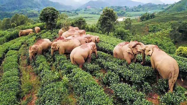 В Китае слоны выпили 30 литров вина и легли на поле спать