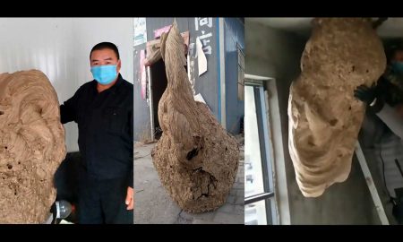 В Китае в жилом доме обнаружили двухметровое осиное гнездо