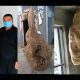 В Китае в жилом доме обнаружили двухметровое осиное гнездо